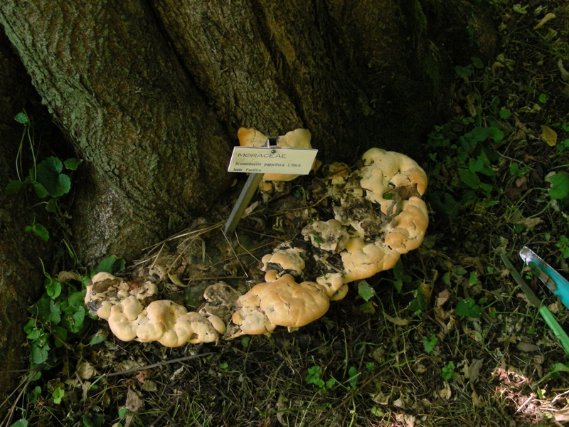 un''altro bestione (Perenniporia fraxinea)